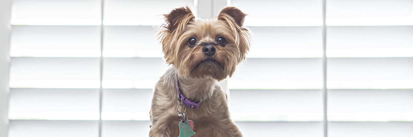 Dog in front of interior shutters in St. George